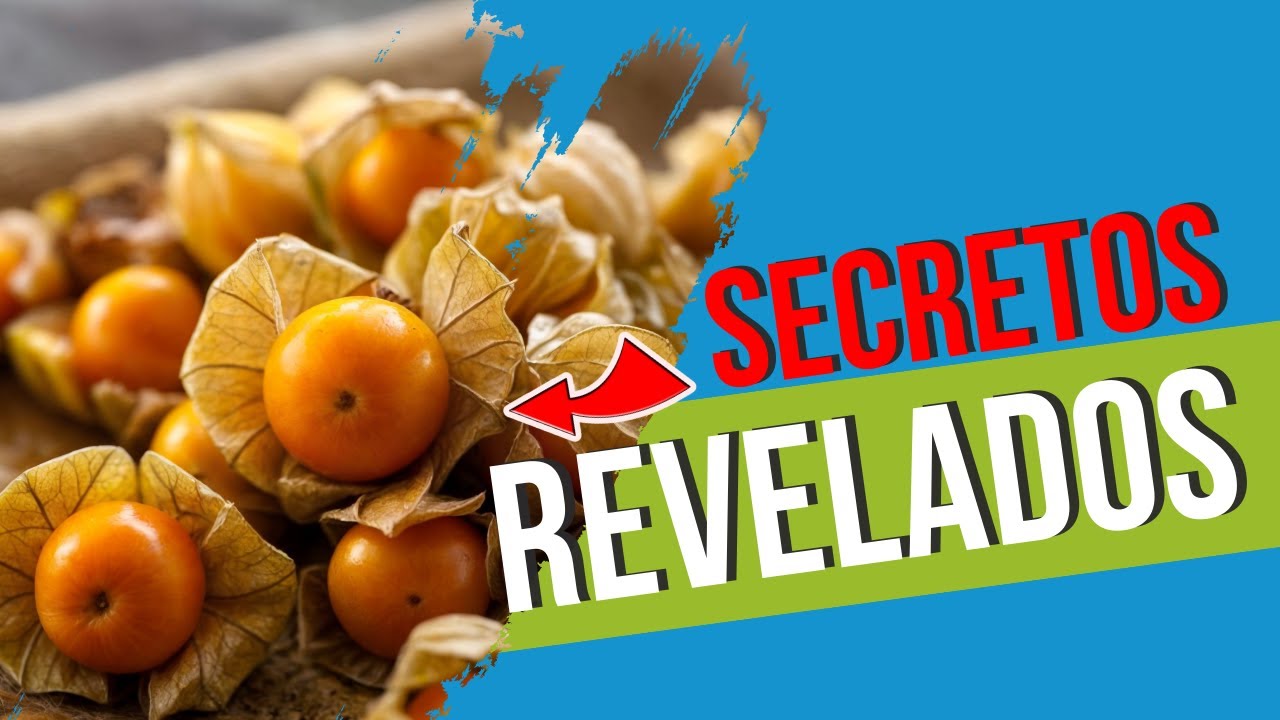 🌱 Cuidados de la UCHUVA - Physalis - Aguaymanto - NUNCA ANTES CONTADOS 🌱