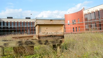 ROOF TOP Bee Hive Installed at Anglia Ruskin University Cambridge