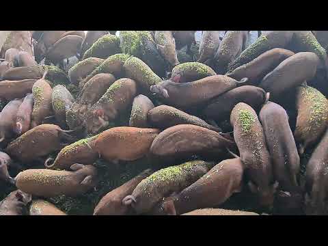 Video Mô hình nuôi heo rừng thuần chủng, Trang trại Thảo... - youtube