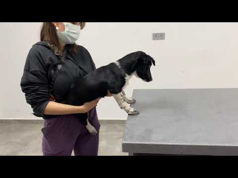 Görerek konumlanma testi (Visual placing postural reaction test)