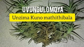 Vungulomoya_induku_ekhula_ngokulengiswa