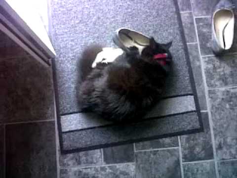 camera iphone 8 plus apk My friends cat deciding a shoe is *alot* of fun !