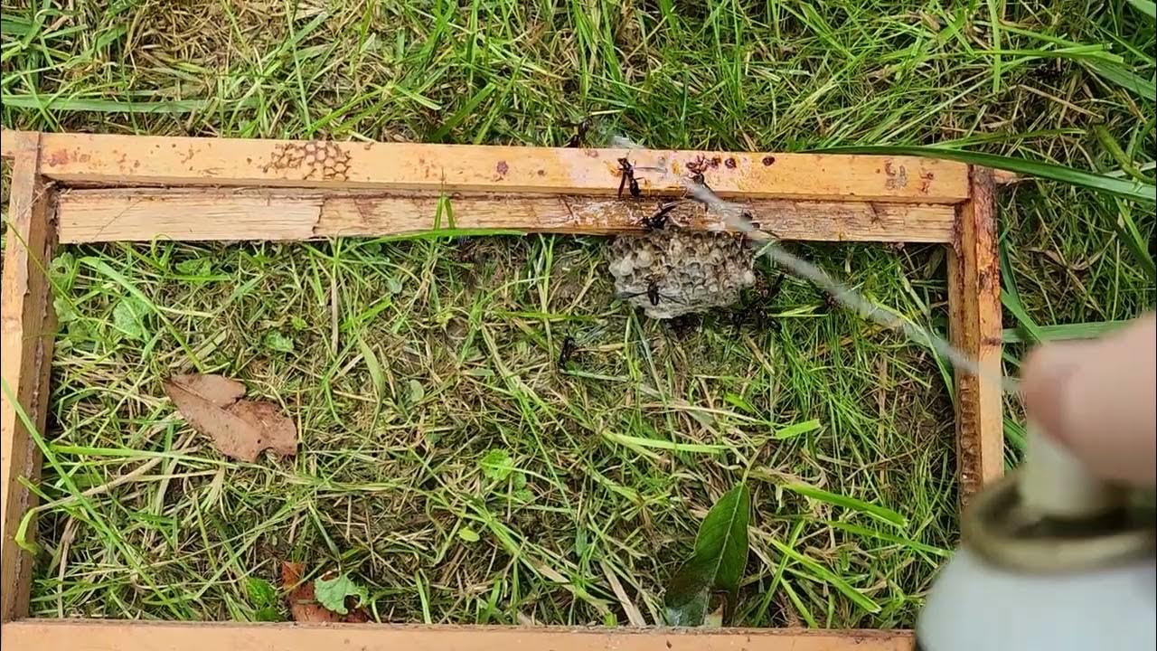 Wasps with starting fluid YouTube