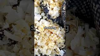 The Sea Slug That Regrows Its Brain