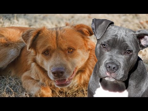 köpek stili seks köpek stili seks