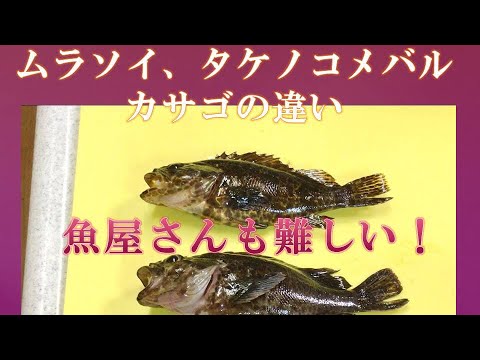 たけのこメバルとムラソイとカサゴの違い 大阪 貝塚人工島の同じ場所でで釣ったお魚です Youtube