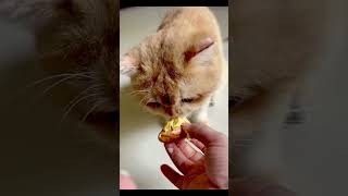 Em mèo mê sầu như nhau | Cat love durian