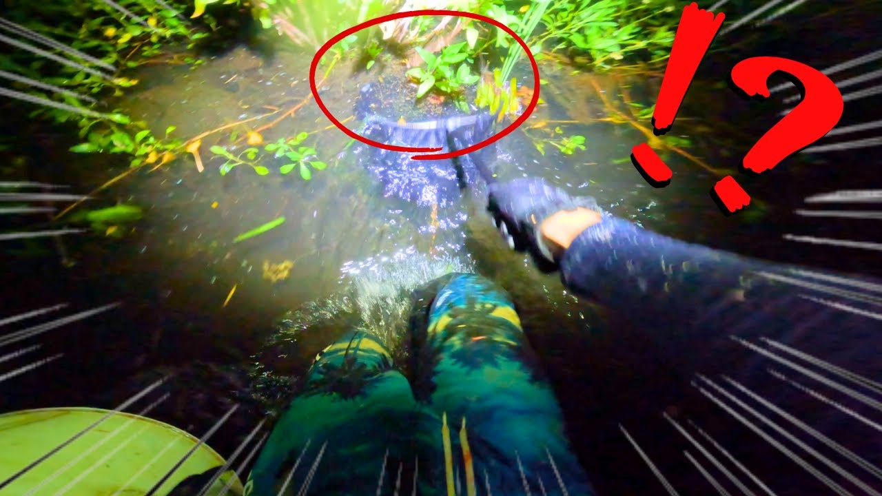 親ライギョの目の前で子供ライギョ4128匹を一瞬で乱獲しました【琵琶湖ガサガサ探検記137】