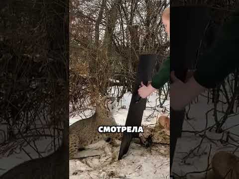 Эта рысь наконец-то учится доверять людям ❤️ #животные