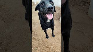 🐶🐾 day 328/365 feeding strays dogs #please#subscribe#support#save#animals#help#viral#video#fyp