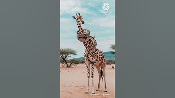 😯👉 Giraffe vs python #python #animalfight #wildlife #jeraffe#viralvideo #trending #snake #drylands