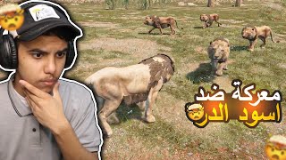 حياة الاسد #7 : معركة ضد زمرة اسود الدر 🔥 !! | Animalia Survival