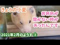 小夏も病院に行ってきました/キンクマの小夏　2021年2月のようす②【ハムスター/キンクマ】