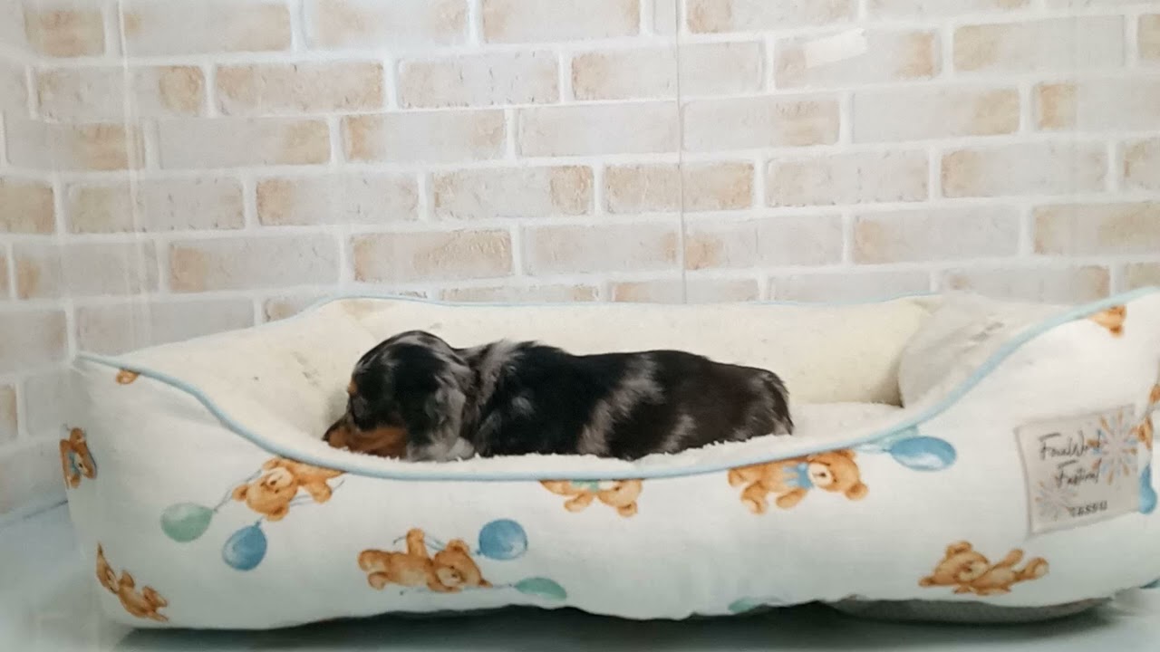 740571 M・ダックスフンド - YouTube