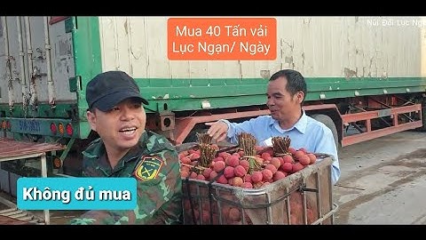 Giá Vải Thiều Lục Ngạn Trên 40 K/Kg Không Đủ Mua l Núi Đồi Lục Ngạn