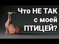 Хотите знать, чем болеет Ваша птица? Онлайн - курс от Образовательного проекта Vcube!!!