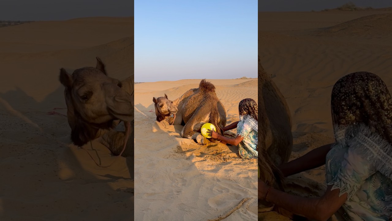 يظهر شيء مخفي خلف جمل، وتقوم الفتاة بتدليكه.