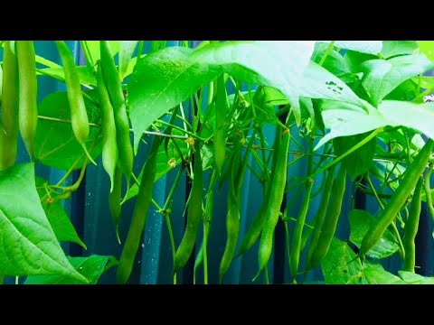 Video Cách trồng đậu Cove trong thùng xốp, sai trĩu quả /... - youtube