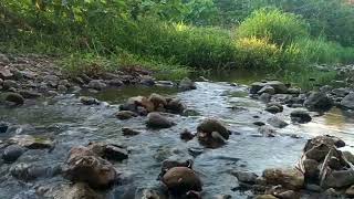 Relaxing River Sounds for Sleep | Natural Water Flow, Meditation & Anxiety Relief