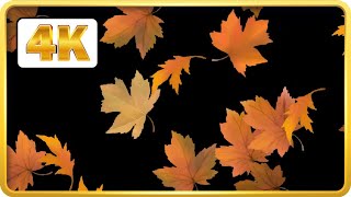 Falling Autumn leaves Black screen Loops 4K