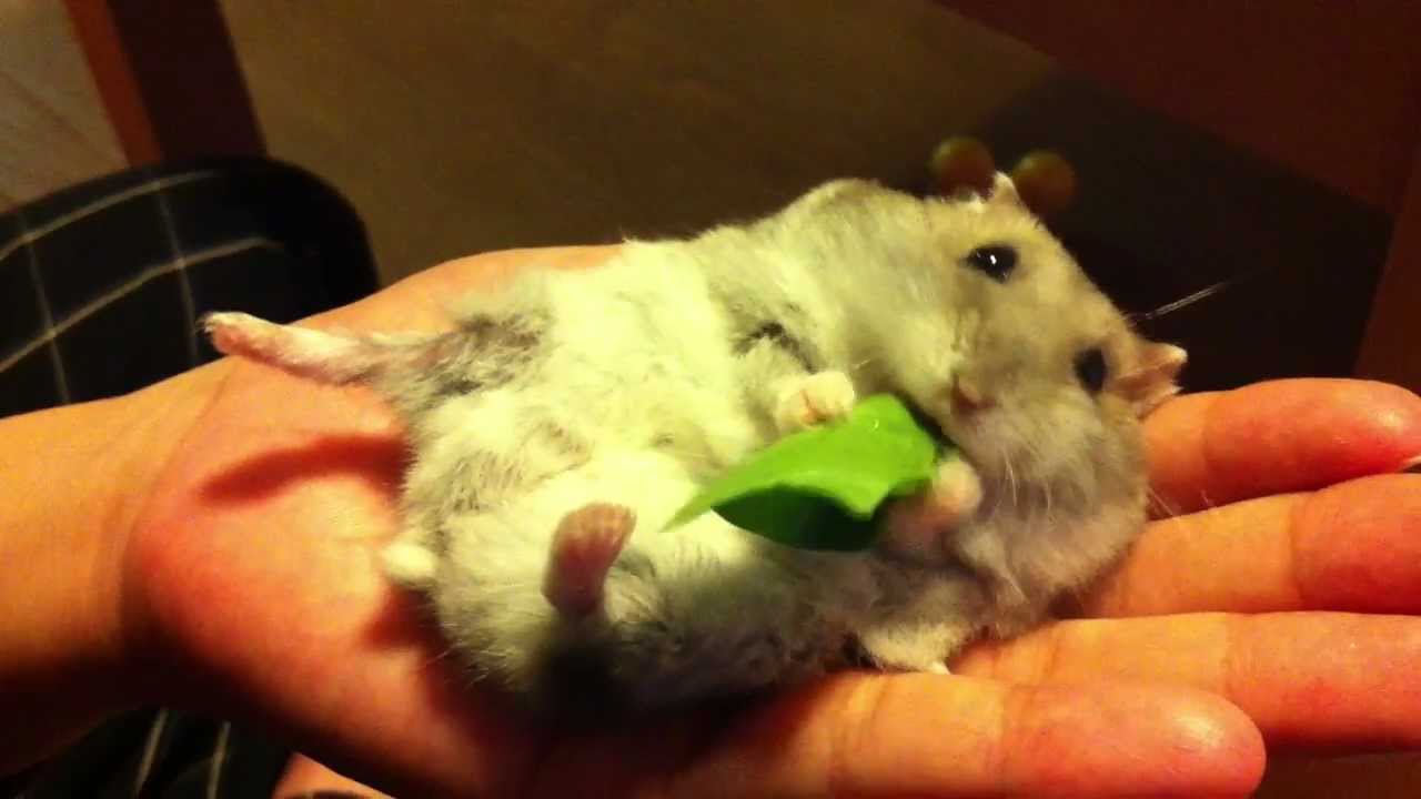 仰向けでエサを食べるジャンガリアンハムスター A Hamster Eating On His Back Youtube