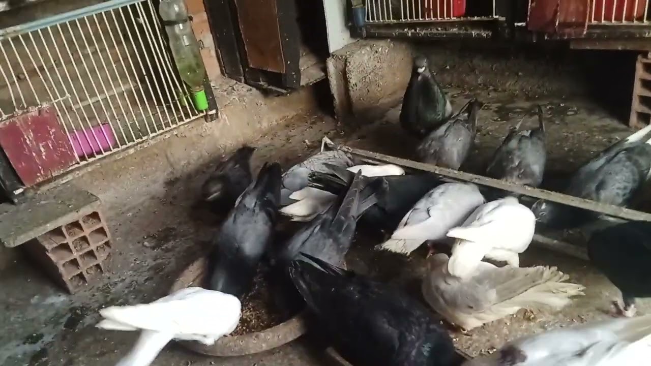 تولعة مسائيه مع حميمات سيفيانوس #pigeon 