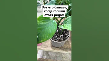 Эпипремнум Марбел Квин укоренился в соседнем горшке)