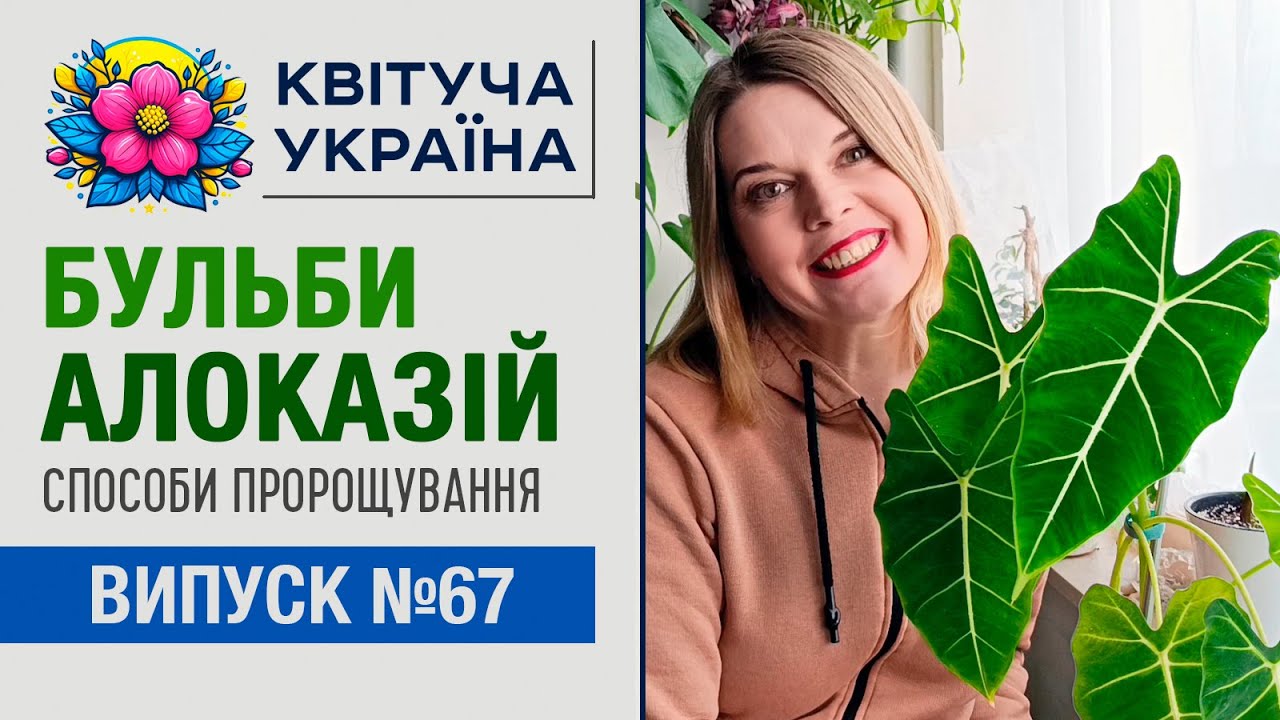 Як проростити бульби алоказії швидко і без втрат | Мій досвід + помилки!