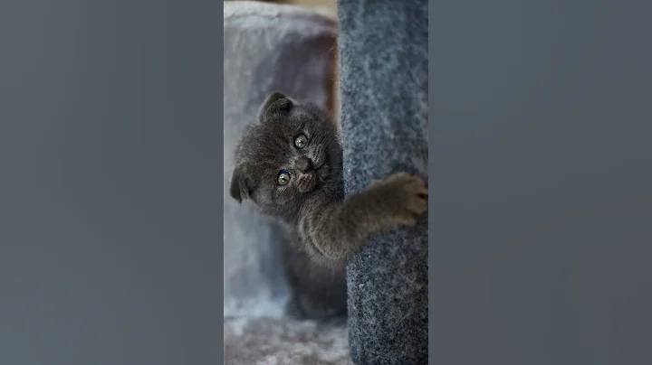 Watch the video about Cute playful british gray kitten playing on Furniture Scratching