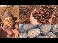 Добыча кедрового ореха-как это делают