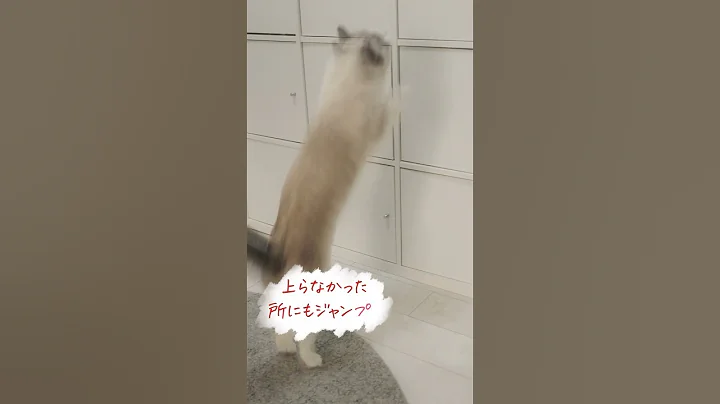 Watch the video about [Aim to be a magazine advertising model!] 🌸Royal Canin Healthy Weight Campaign is now running🌸