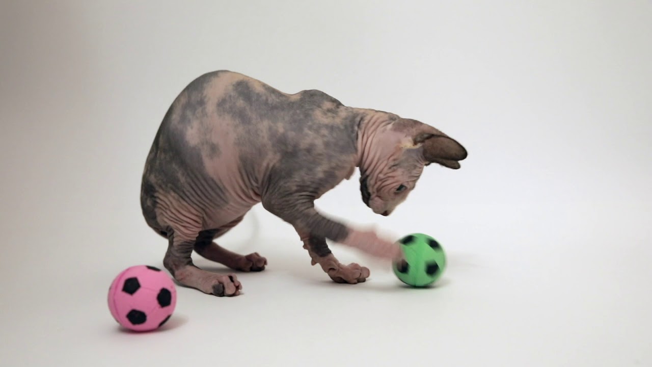 Purebred Sphynx Kitten Available for Adoption Reputable Breeders