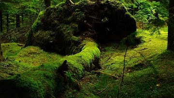 سوره الفاتحه مكرره  بصوت جميل ||Surah Al-Fatihah repeated in a beautiful voice