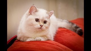 Стоит ли заводить Британскую кота/кошку ? Стоит ли заводить Британскую кота/кошку ?