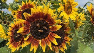 Big blooms shine at Snohomish Sunflower Festival - KING 5 Evening