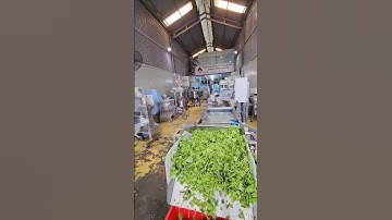 Máy rửa sục khí - rửa rau má của Tech Garden. Tư vấn sản xuất: 0935911775 Trần Trinh.