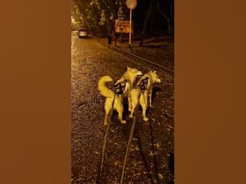 Бегать с хаски🥵 #кавказ #хаски #youtube #видео #кмв #пятигорск #забава ...