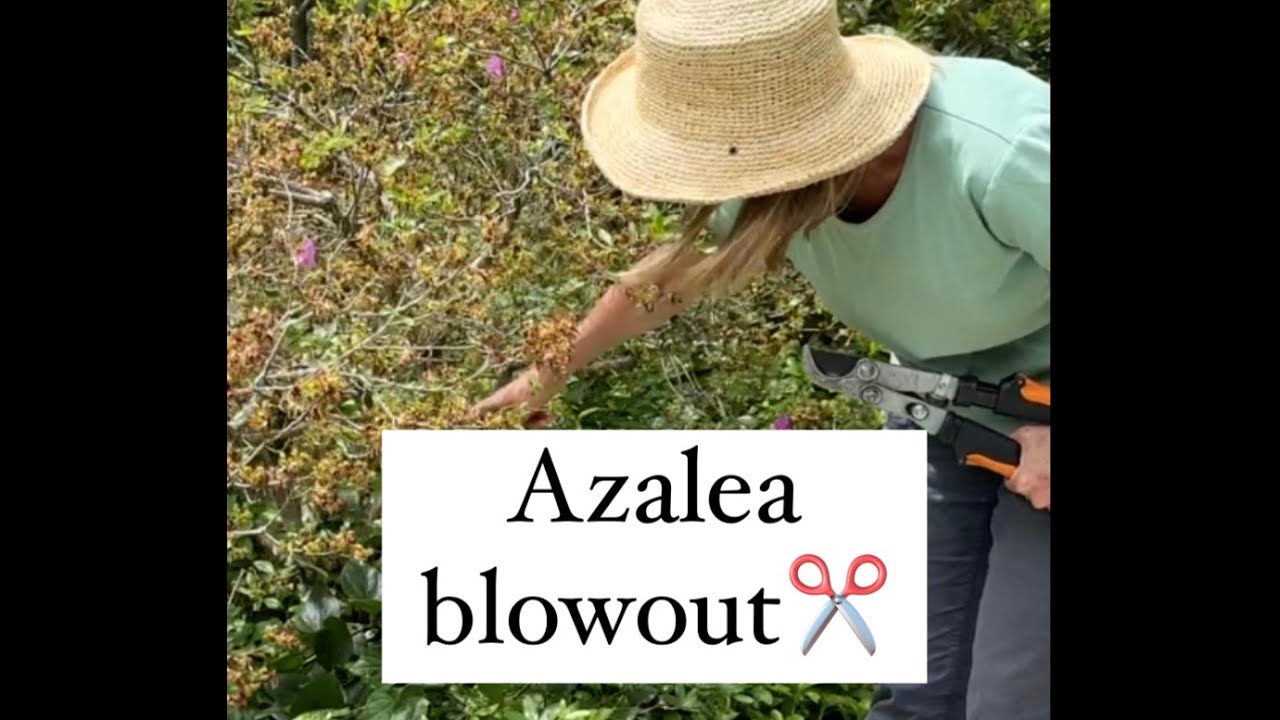 How To Prune An Overgrown & Unhealthy Shrub: Don't Overthink It--Just ...