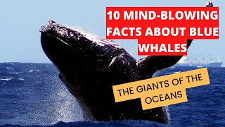 10 Mind-Blowing Facts About Blue Whales: The Giants of the Ocean"