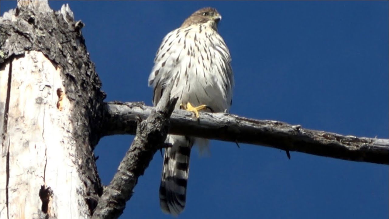 Sound of Juvenile Cooper's Hawks - YouTube