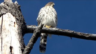 Sound of Juvenile Cooper's Hawks