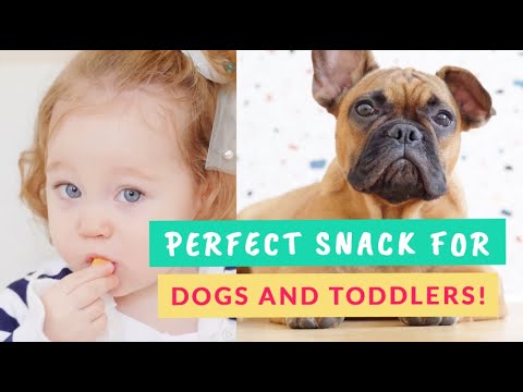 Is Agar Agar Good For Dogs