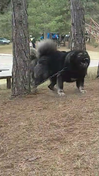 Huge Guard Dog Scares Passers-By || ViralHog