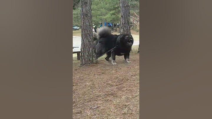 Huge Guard Dog Scares Passers-By || ViralHog