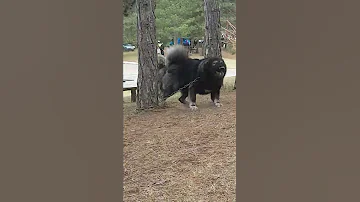 Huge Guard Dog Scares Passers By ViralHog 
