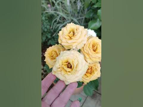 Роза Пайн Дрим - YouTube