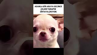 Aganla Bir Araya Gelince Şfet