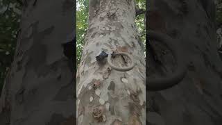 Wierd plug inside a tree #travel #athensgreece #london #Londonplaintree #wierd #amazing
