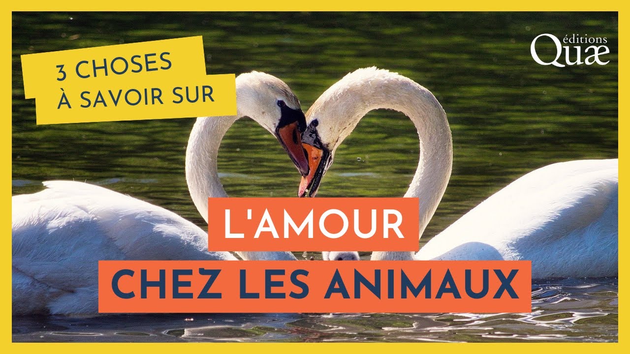 3 CHOSES À SAVOIR SUR... L'amour chez les animaux - YouTube