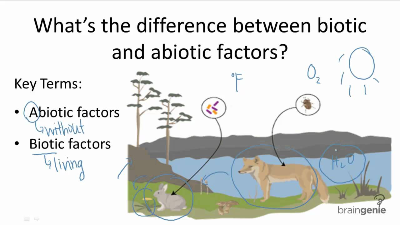 biotic and abiotic parts of an ecosystem